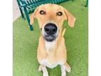 Adopt Froggy a Great Pyrenees, Hound