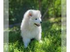 Samoyed PUPPY FOR SALE ADN-800500 - Samoyed puppy