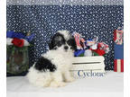 Poodle (Toy) PUPPY FOR SALE ADN-800899 - Black parti Male