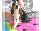 Beagle PUPPY FOR SALE ADN-800991 - Addison Tri Color Beagle Girl