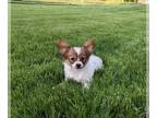 Papillon PUPPY FOR SALE ADN-801063 - ICA Papillon For Sale Millersburg OH