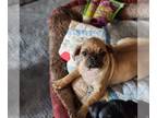 Pug PUPPY FOR SALE ADN-801072 - Beautiful Purebred Pug puppies