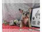 French Bulldog PUPPY FOR SALE ADN-801076 - AKC French Bulldog For Sale Wooster
