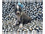 Boston Terrier PUPPY FOR SALE ADN-801164 - Amy