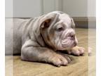 English Bulldog PUPPY FOR SALE ADN-801168 - LILAC TAN TRI FLUFFY CARRIER