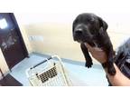Adopt A165099 a Pit Bull Terrier, Mixed Breed