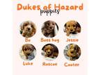 Adopt The Dukes of Hazzard Pups a Mixed Breed