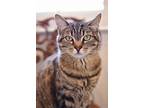 Adopt Ava - Bengal Tabby a Domestic Short Hair, Bengal