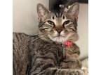 Adopt Florence a Domestic Short Hair
