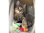 Adopt Kitten Lucy a Domestic Short Hair