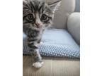 Adopt Pearlescent a Domestic Short Hair