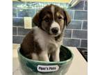 Adopt Piper's Pints: Cherry Garcia a Great Pyrenees, Border Collie