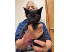 Adopt Guinevere a Domestic Short Hair