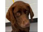 Adopt Addie Mae 06-2127 a Chocolate Labrador Retriever