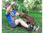 Mocha, Labrador Retriever For Adoption In Jackson, Tennessee