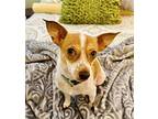 Princess Pippa, Jack Russell Terrier For Adoption In Lake Forest, California