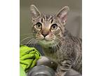 Taz, Domestic Shorthair For Adoption In Indianapolis, Indiana