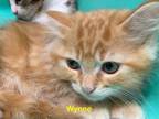 Adopt Wynne a Domestic Long Hair