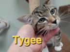 Adopt Tygee a Domestic Short Hair