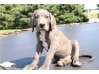 Great Dane Puppy for sale in South Bend, IN, USA