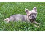 French Bulldog Puppy for sale in South Bend, IN, USA