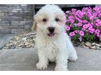 Mutt Puppy for sale in Evansville, IN, USA