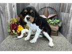 Cavalier King Charles Spaniel Puppy for sale in South Bend, IN, USA