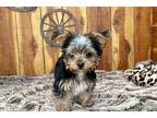 Yorkshire Terrier Puppy for sale in Jonesboro, AR, USA