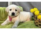 Labrador Retriever Puppy for sale in Kirksville, MO, USA