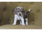 Beagle Puppy for sale in Springfield, MO, USA