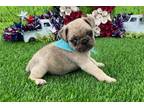 Pug Puppy for sale in Saint Louis, MO, USA