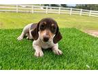 Mutt Puppy for sale in Fort Smith, AR, USA