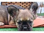 French Bulldog Puppy for sale in South Bend, IN, USA