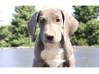 Great Dane Puppy for sale in South Bend, IN, USA