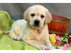 Labrador Retriever Puppy for sale in Kirksville, MO, USA