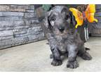 Mutt Puppy for sale in Evansville, IN, USA