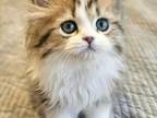 Gorgeous Persian Ragdoll Male Kitten