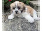 ShihPoo PUPPY FOR SALE ADN-801302 - Sue