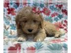 Goldendoodle PUPPY FOR SALE ADN-801469 - Fiona
