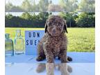 Poodle (Toy) PUPPY FOR SALE ADN-801515 - Tiny Boy Don Suenos