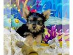 Morkie PUPPY FOR SALE ADN-801666 - Lil Tucker Potty training started