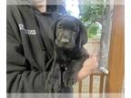 Labrador Retriever PUPPY FOR SALE ADN-801670 - Black Labradors