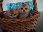 Scottish Florida Kittens