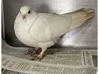 Dispatch, Dove For Adoption In Pomona, California