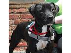 Alma, American Pit Bull Terrier For Adoption In Richmond, Virginia