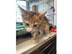 Katniss And Marbles, Domestic Shorthair For Adoption In Stanhope, New Jersey