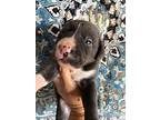 Rocky, American Staffordshire Terrier For Adoption In Framingham, Massachusetts
