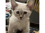 Adopt Lenox and Wilson a Siamese, Domestic Short Hair