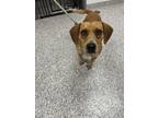 Adopt Addie a Beagle, Mixed Breed