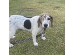 Adopt Squealy a Beagle